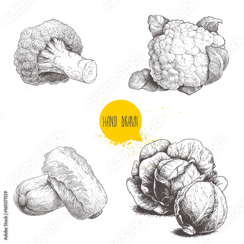Hand drawn sketch style cabbages set. Cabbages heads, cauliflower, broccoli and chinese cabbage pe-tsai.