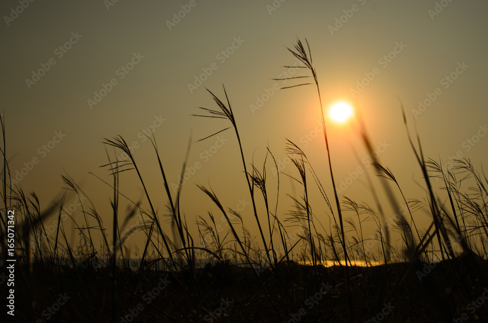Grass Silhouette at sunset