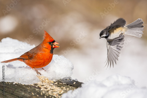 Avian Confrontation © Joel