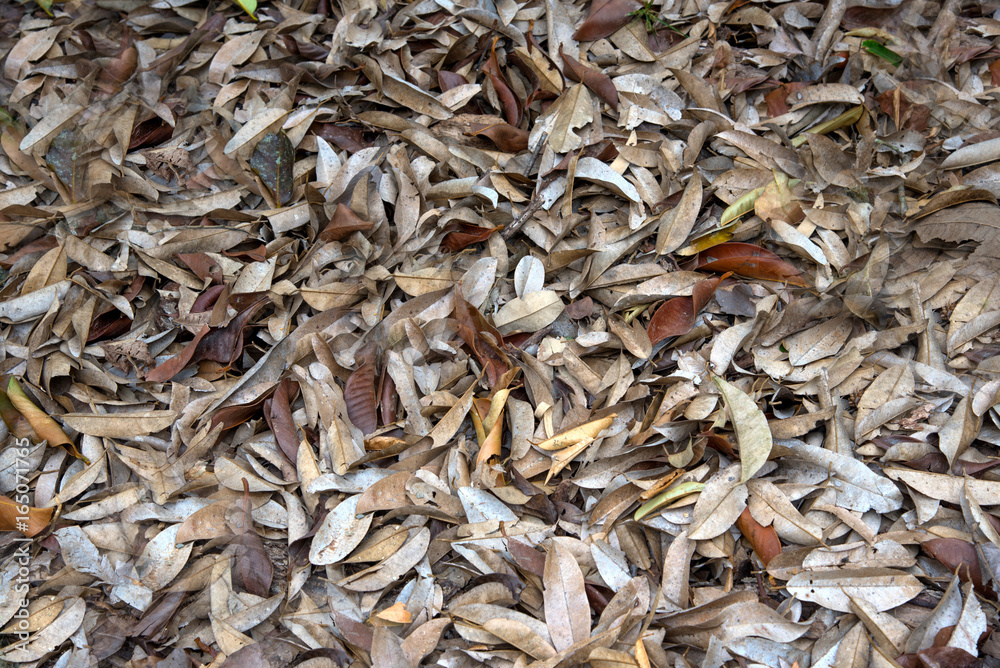 Dry leaves background, texture, wallpaper
Dry leaves background, texture, wallpaper