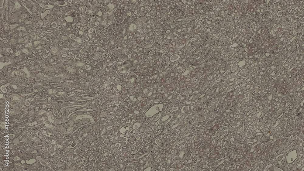 human body cells under a microscope zoom in animation human body cells under a microscope zoom in animation