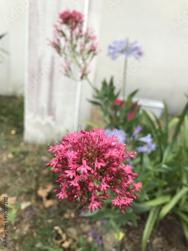 Fleur-Flower