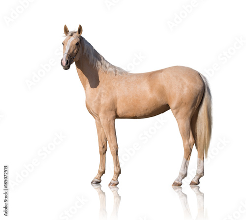 Exterior of  palomino horse with two white legs and white line of the face isolated on white background photo