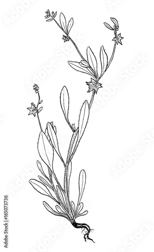 Asperugo botanical plant illustration