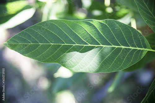 Streaks of green walnut leaf near - natural texture