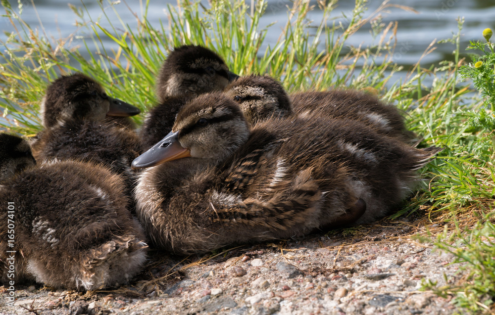 Ducklings are basking in the sun. Ducks in the city near the pond Ducklings are basking in the sun. Ducks in the city near the pond