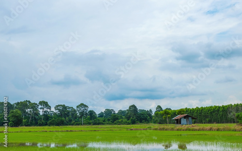 Small house in the rice field,green and relaxation