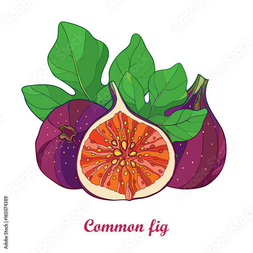 Vector composition with outline Common Fig or Ficus carica. Ripe purple fruit, slice and green leaf isolated on white background. Perennial subtropical plant in contour style for exotic summer design.
