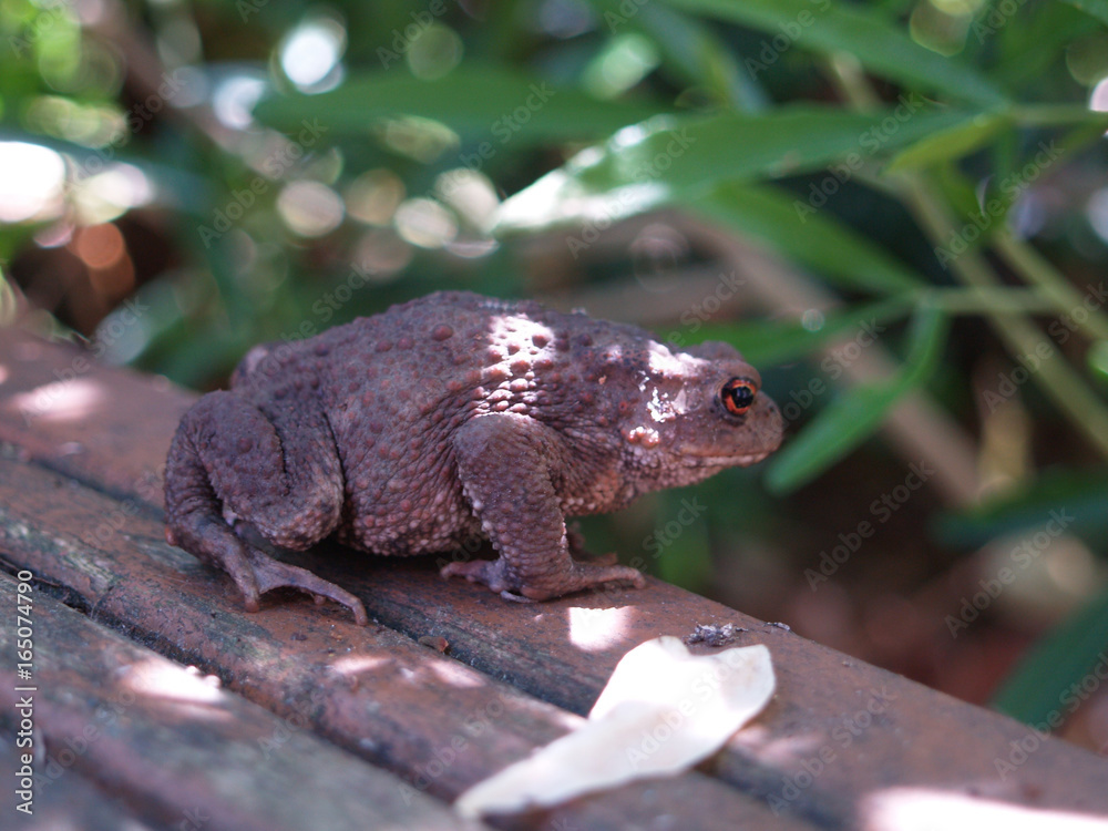 Fototapeta premium brown Toad