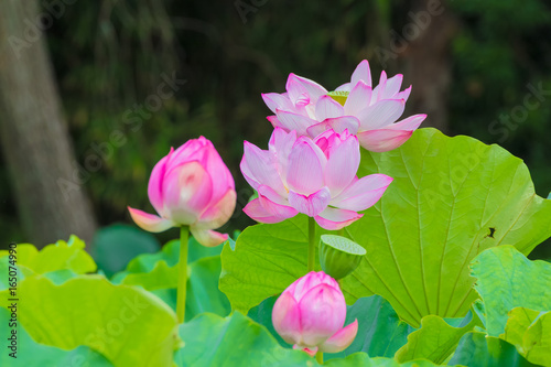 The Lotus Flower.Background is the lotus leaf and  tree.Shooting location is Yokohama  Kanagawa Prefecture Japan.