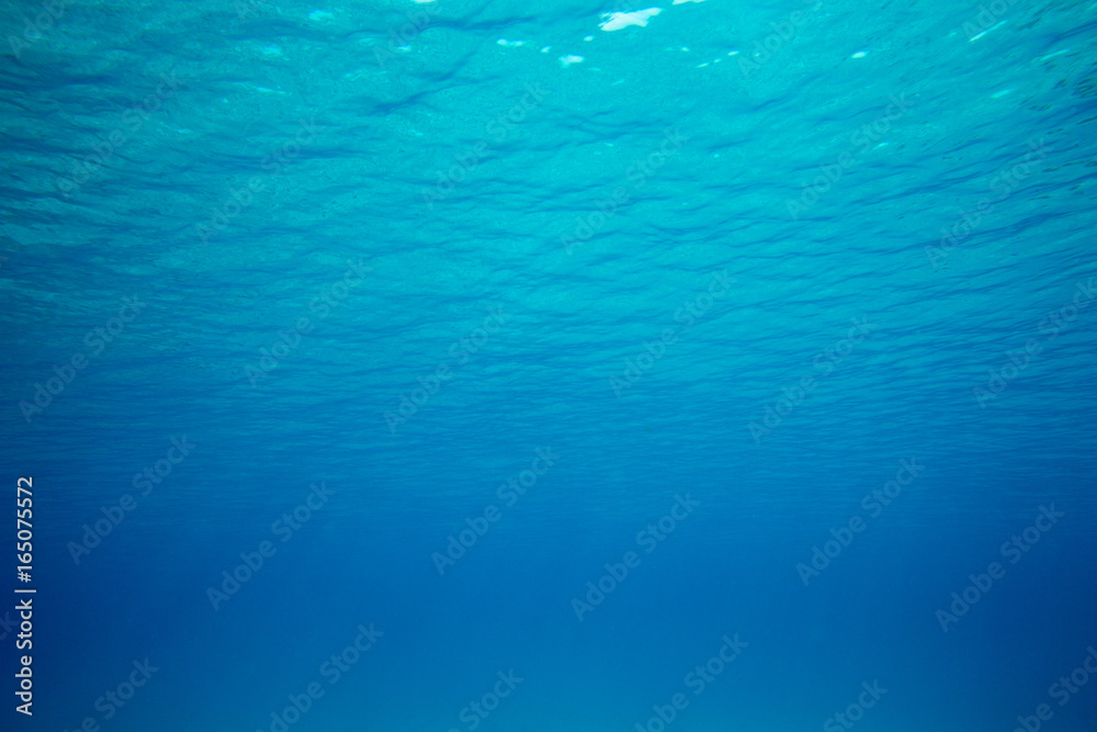 underwater scene with copy space