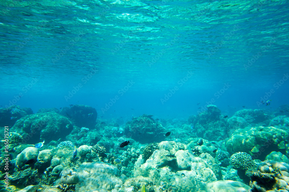 underwater scene with copy space