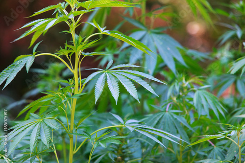 cannabis field, hashish, cannabis background, leaf of marijuana plant, taberrant morocco photo