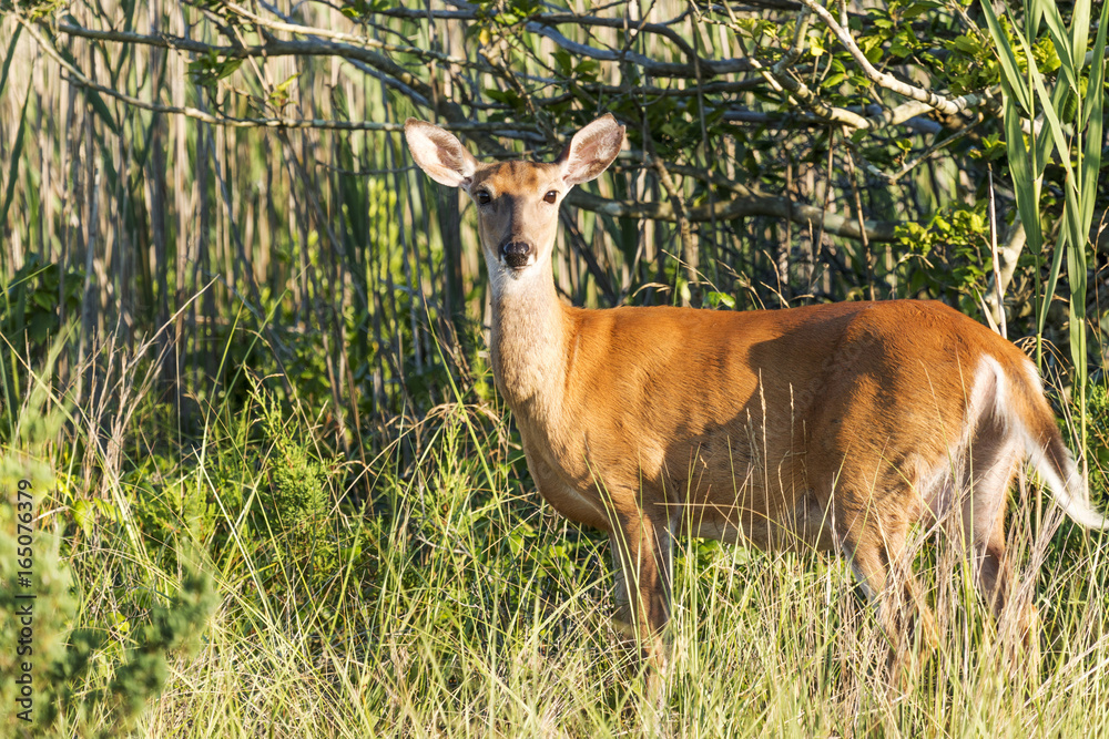 Fototapeta premium Deer on Fire Island