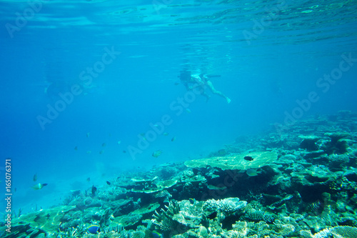 Fototapeta Naklejka Na Ścianę i Meble -  underwater scene with copy space