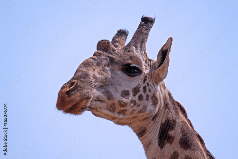 Naklejka premium giraffe