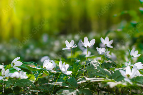 White spring flowers field in forest © callipso88