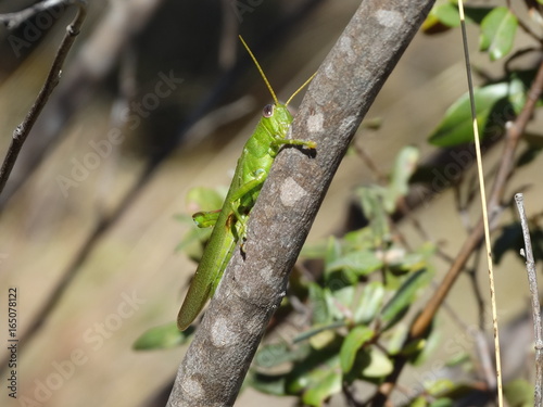 Sauterelle / Green grasshopper Madagascar