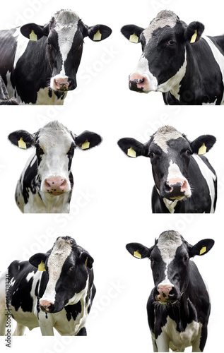  Set of cow on white background