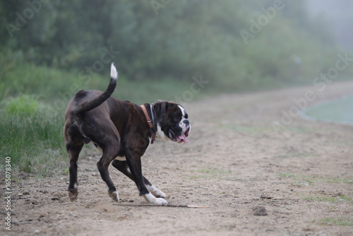 the beach is yours, crazy boxer dog runnig along a beach on a misty morning