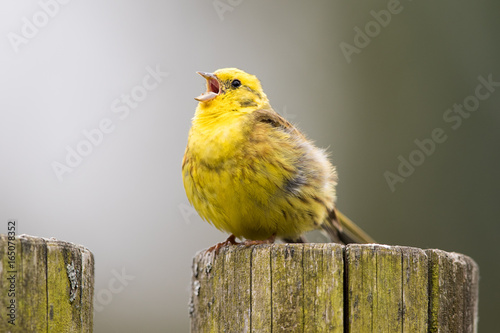 Photography Yelow bird