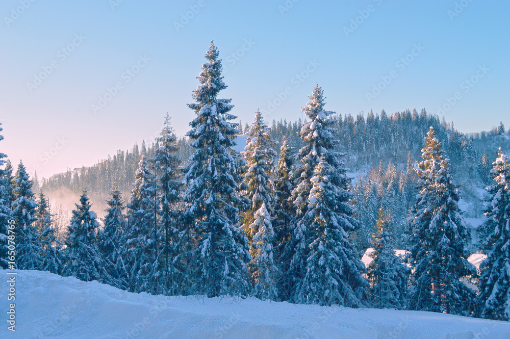 Winter Fir trees illuminated by sunbeams, mountains at the background Winter Fir trees illuminated by sunbeams, mountains at the background