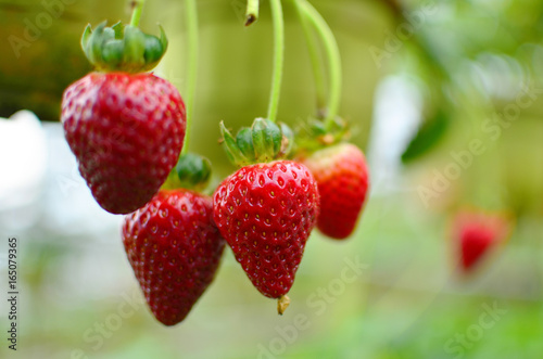 fresh strawberry from cold winter