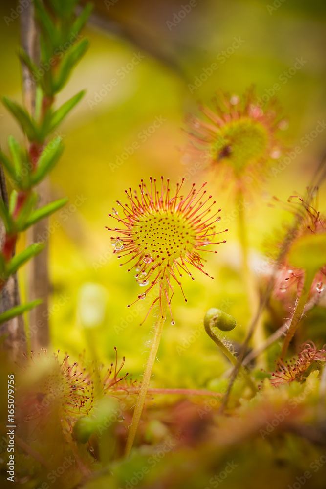 A beautiful round leaved sundew in a marsh after the rain. Shallow depth of field closeup macro photo.