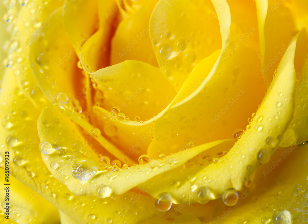 Close-up view of beatiful yellow rose with water drops