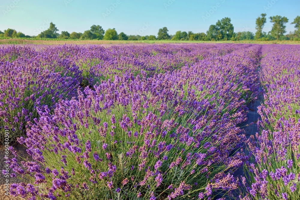 Fototapeta premium Beautiful Lavender Field, Male Levare- Slovakia, Europe- JULY.6.2017