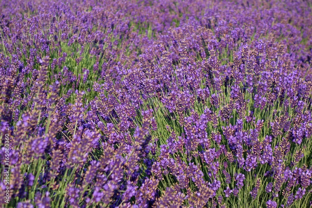 Naklejka premium Beautiful Lavender Field, Male Levare- Slovakia, Europe- JULY.6.2017