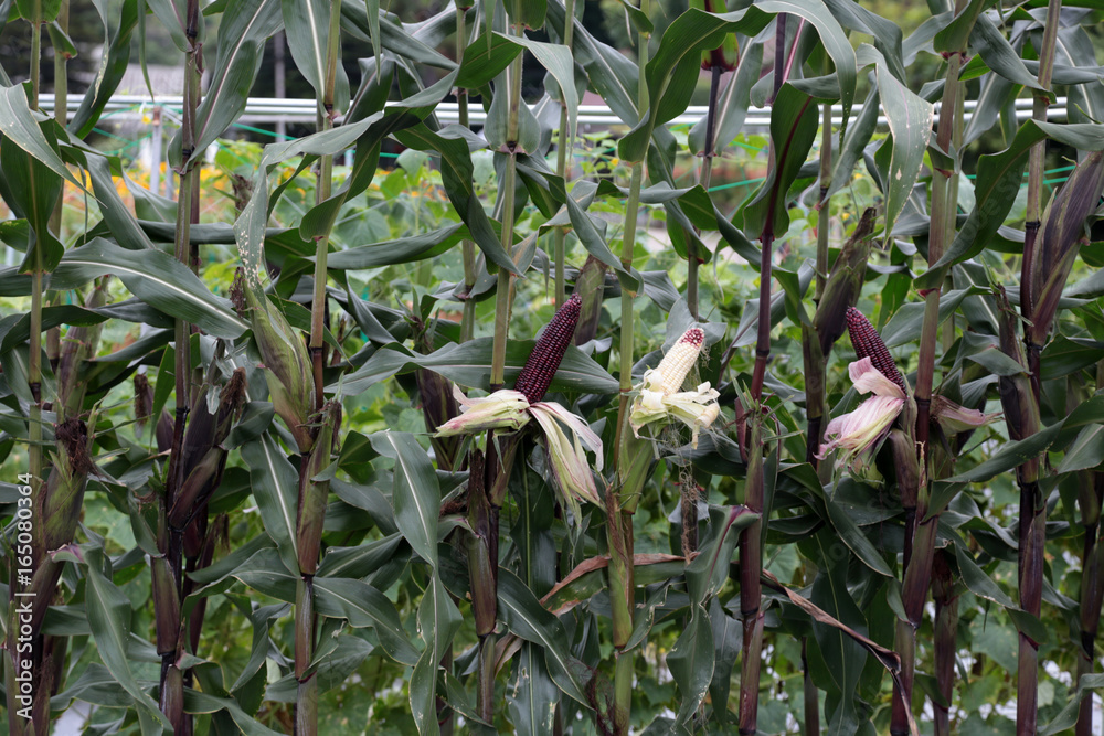 Purple corn on tree waiting for harvest to sale. 