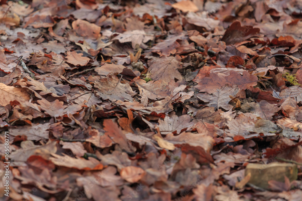 natural brown autumn leaves on the ground in a forest
