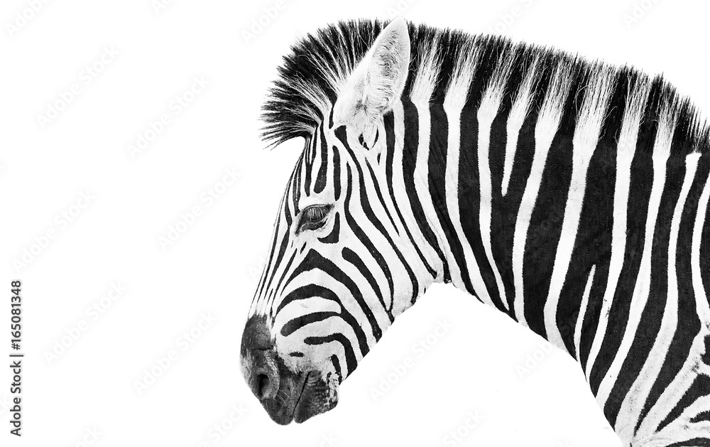 Zebra high key  - obrazy, fototapety, plakaty 