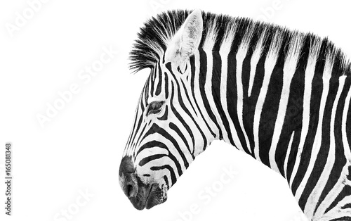 Zebra high key 