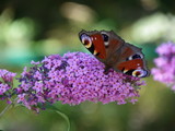 butterfly on a buddleja - Inachis io