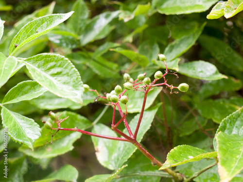 green growing elderberry in the garden with rain drops © Callum