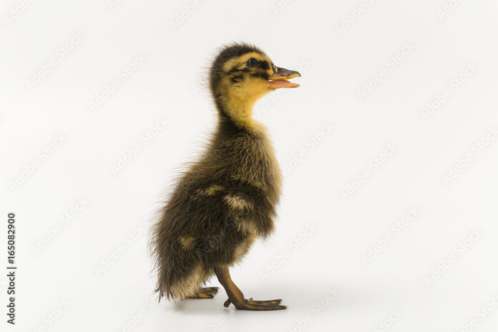 Funny duckling of a wild duck on a white background Funny duckling of a wild duck on a white background