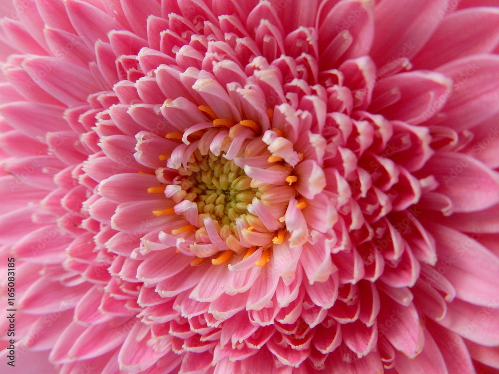 un pò rosa un pò rosa