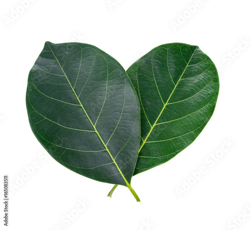 leaf of jackfruit green isolated on white background.