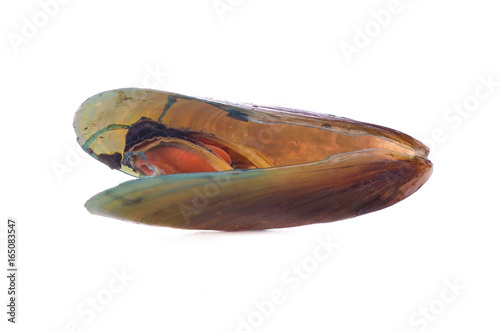 green mussel  isolated on White background.