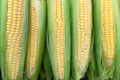 Background of young sweet corn.