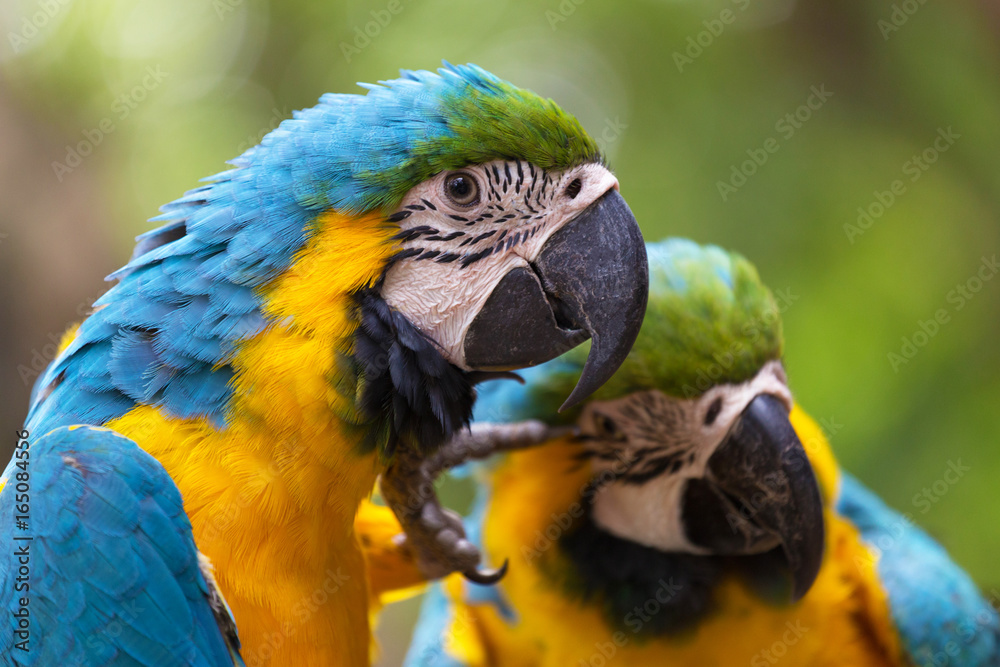 Blue-and-yellow macaw or blue-and-gold macaw