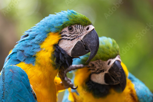 Blue-and-yellow macaw or blue-and-gold macaw