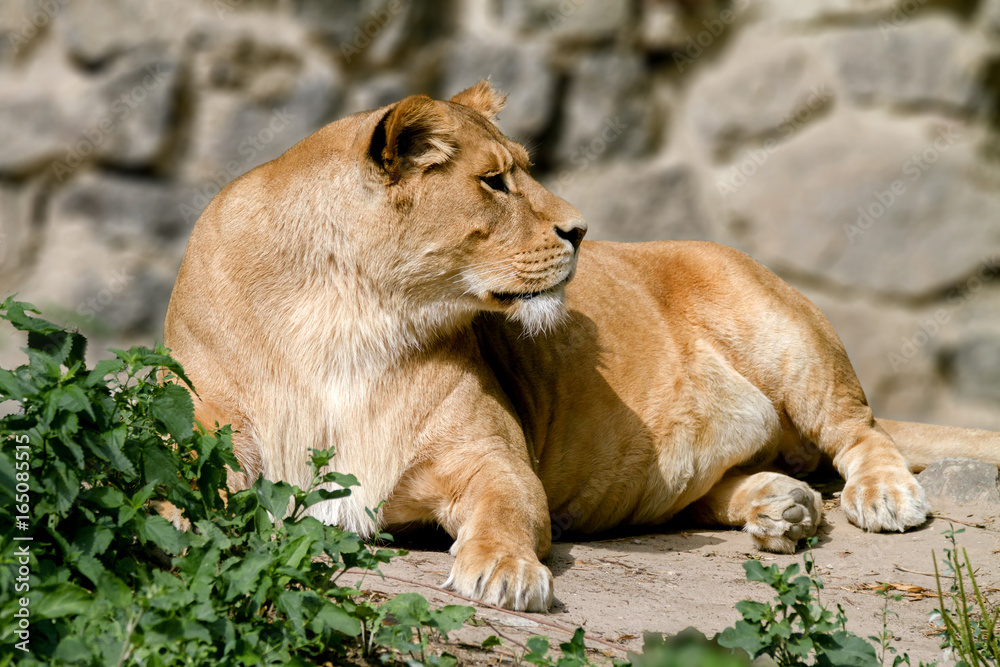 animal is an adult lioness lying and staring. animal is an adult lioness lying and staring.
