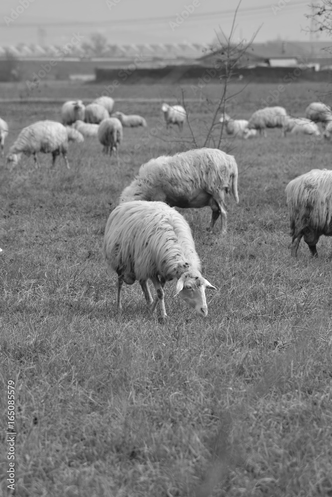 Fototapeta premium sheep walking in a grass field