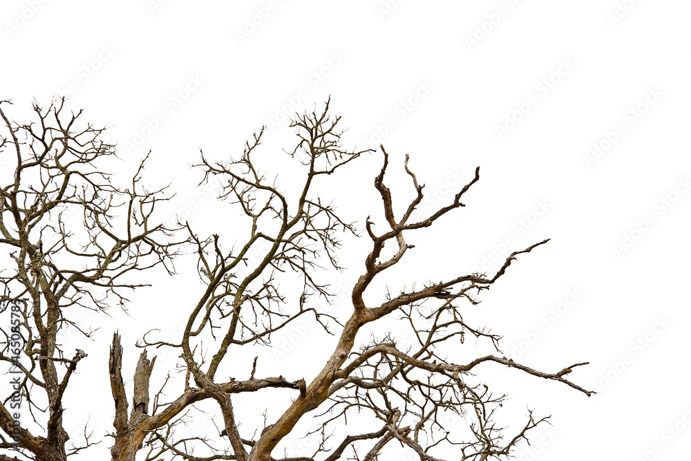 Dead tree isolated on white