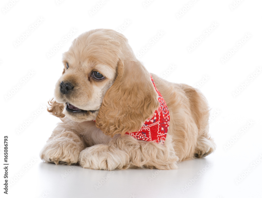 cocker spaniel puppy cocker spaniel puppy
