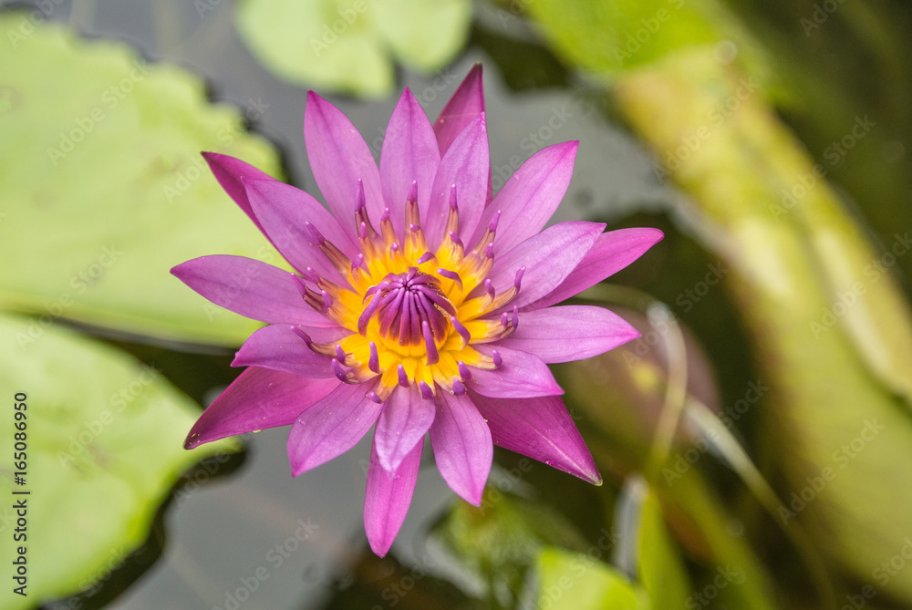 Lotus is a flower that familiar and favorable with Thai people from the past and a flower for Buddhism. Lotus is a flower that familiar and favorable with Thai people from the past and a flower for Buddhism.