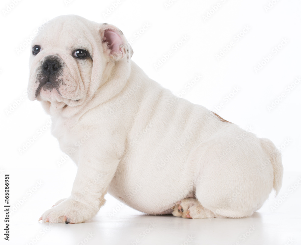 male bulldog puppy